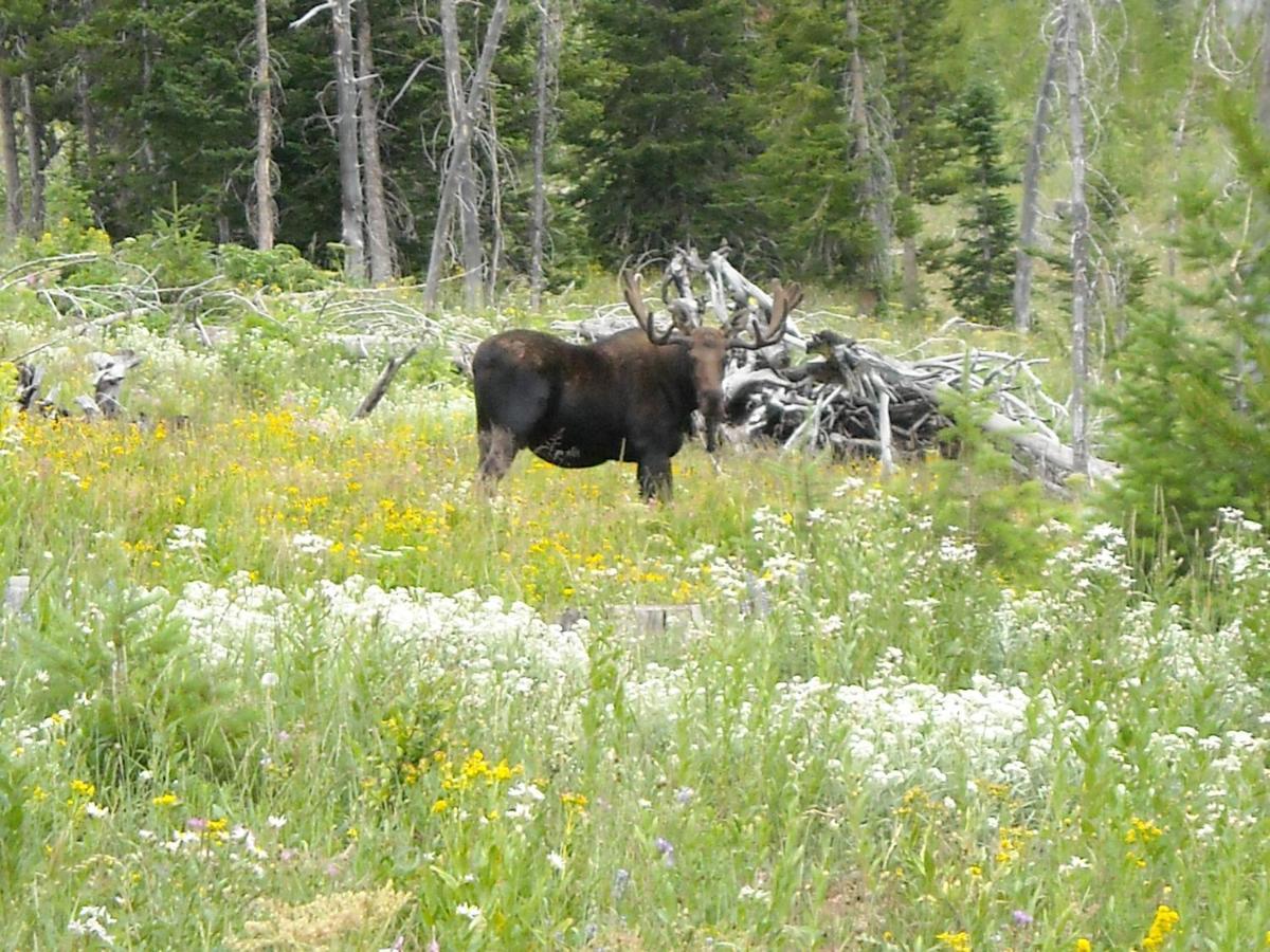 Antlers Lodge Cooke City Luaran gambar