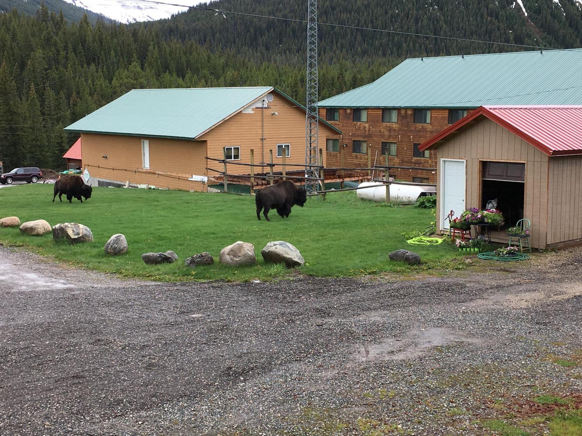 Antlers Lodge Cooke City Luaran gambar