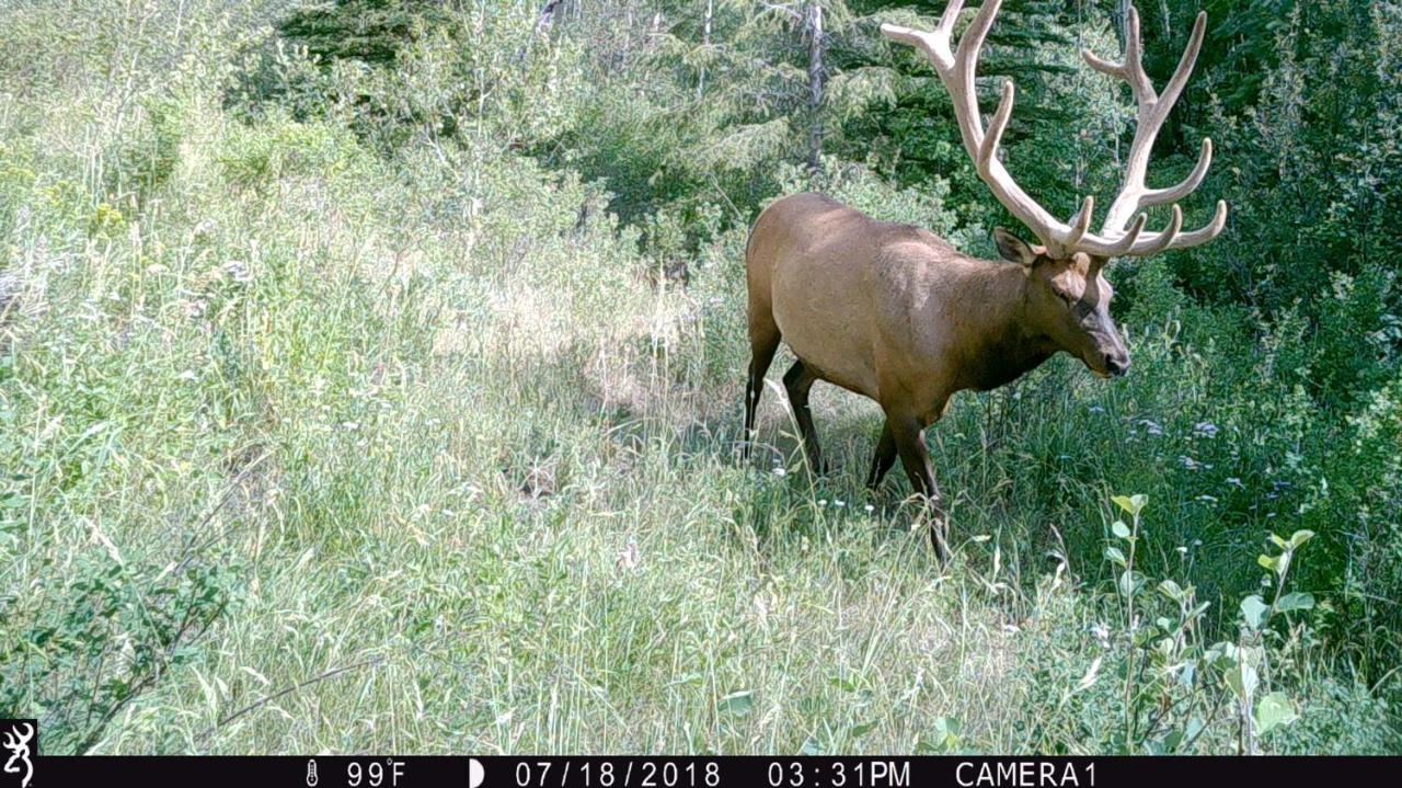 Antlers Lodge Cooke City Luaran gambar